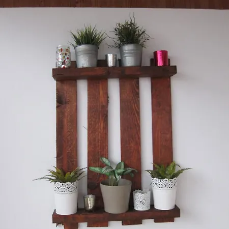 Cactus & Aloe
