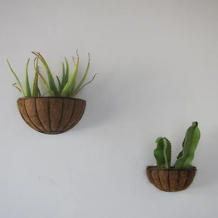 Cactus & Aloe